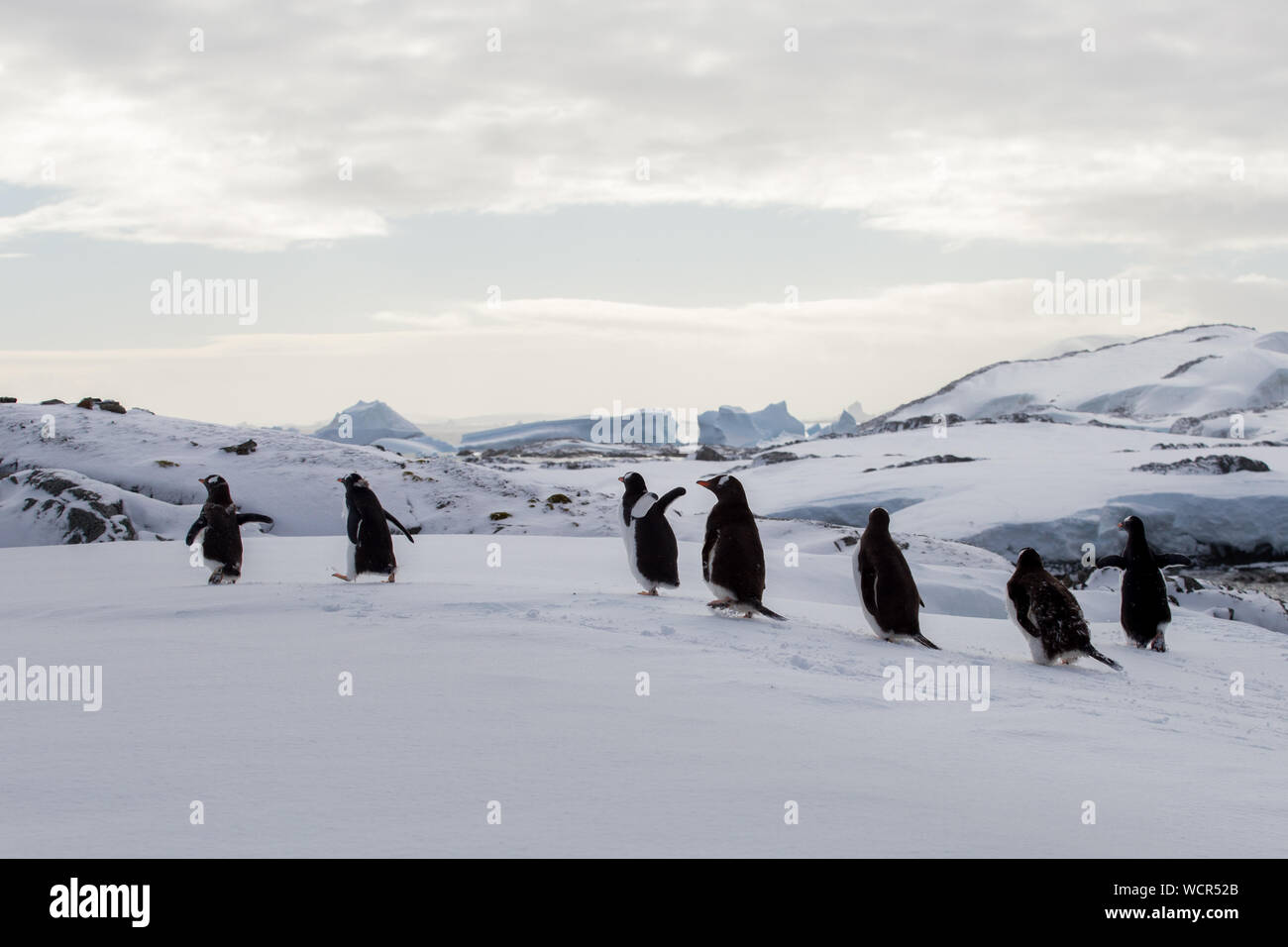 Penguins running away hi-res stock photography and images - Alamy
