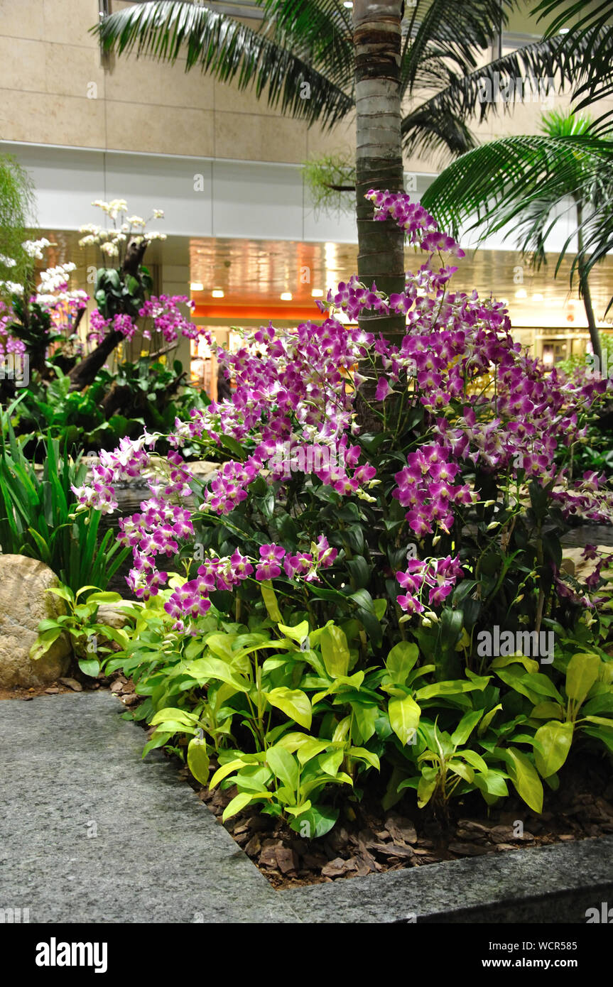 orchids on display  in garden setting Stock Photo