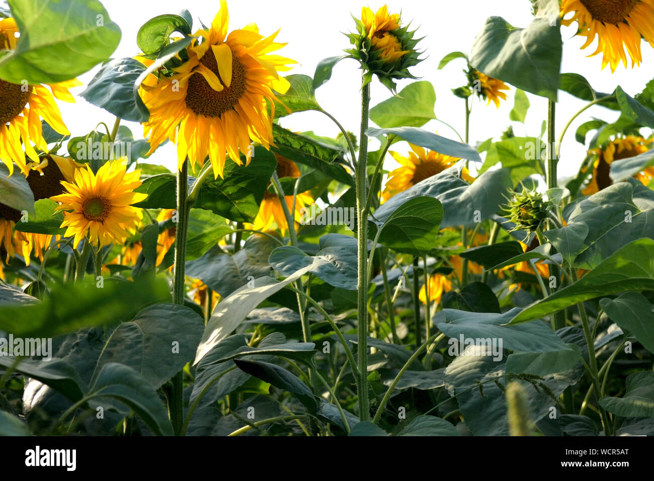 Blooming sunflowers field at bright sunny summer day with the sun ...