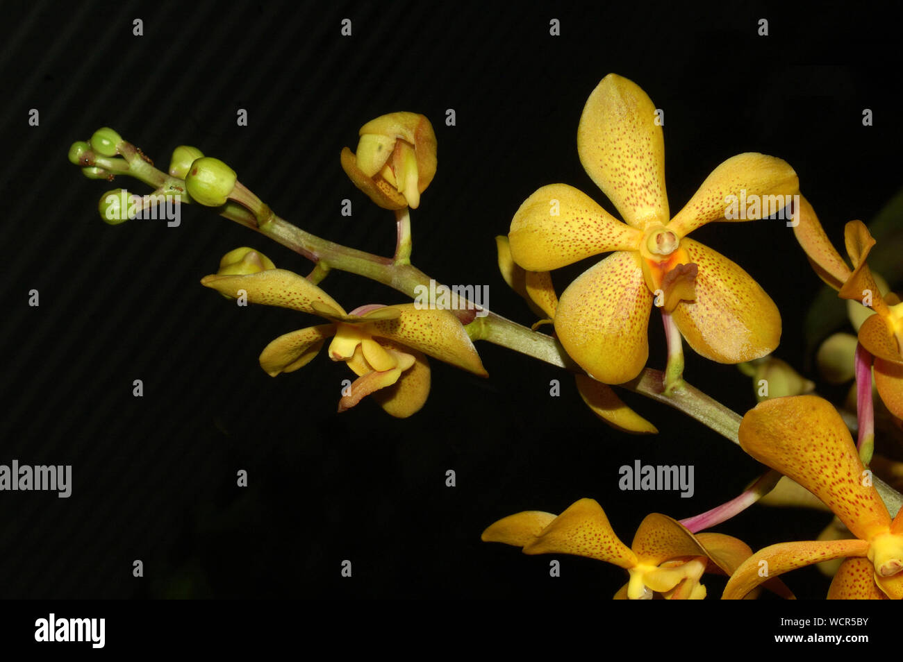 Display of yellow aranda orchids, an intergeneric hybrid between the orchid genera Arachnis and Vanda Stock Photo