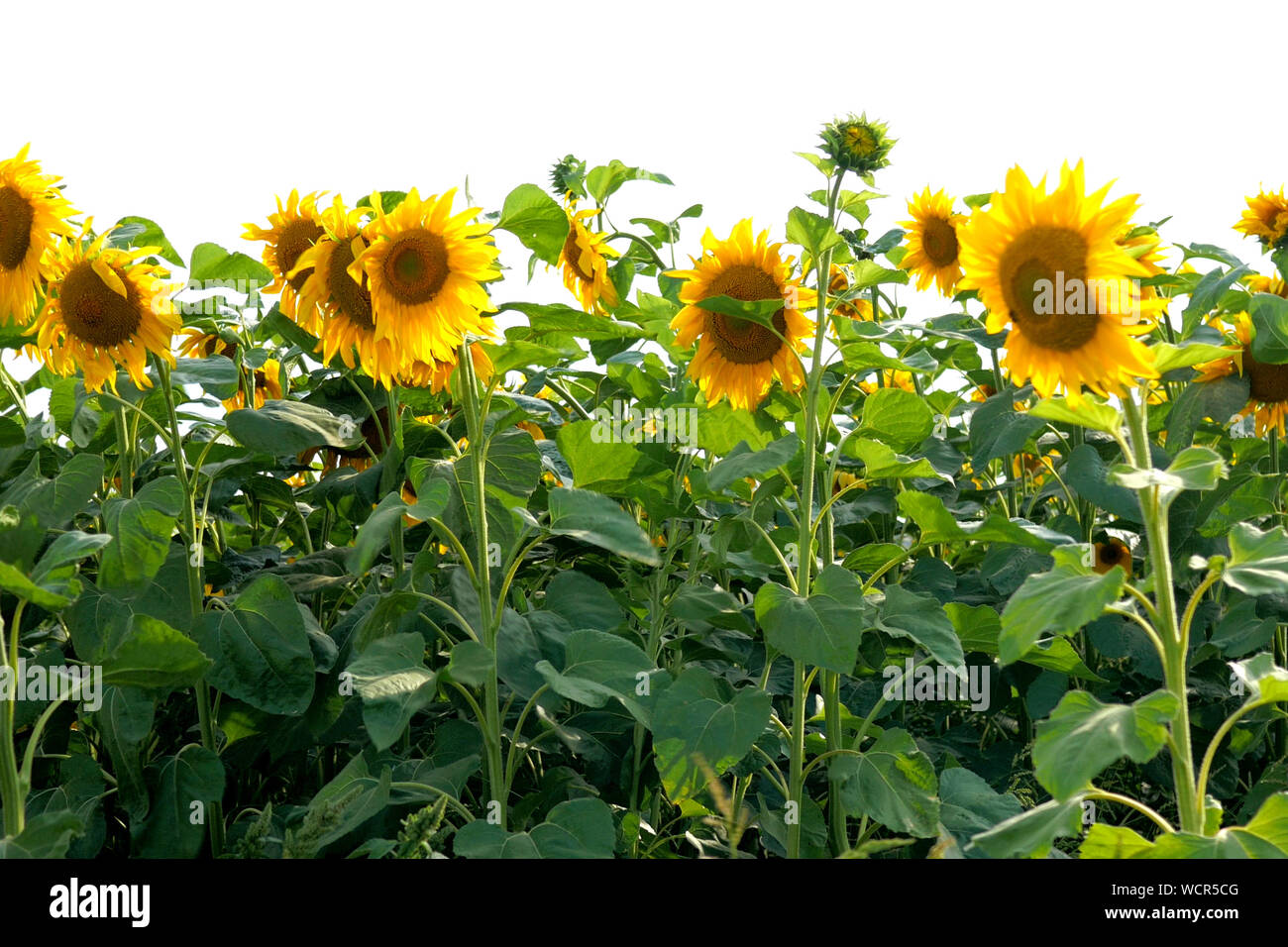 Blooming sunflowers field at bright sunny summer day with the sun bright backlight. Agricultural flower background. Average plan. Stock Photo