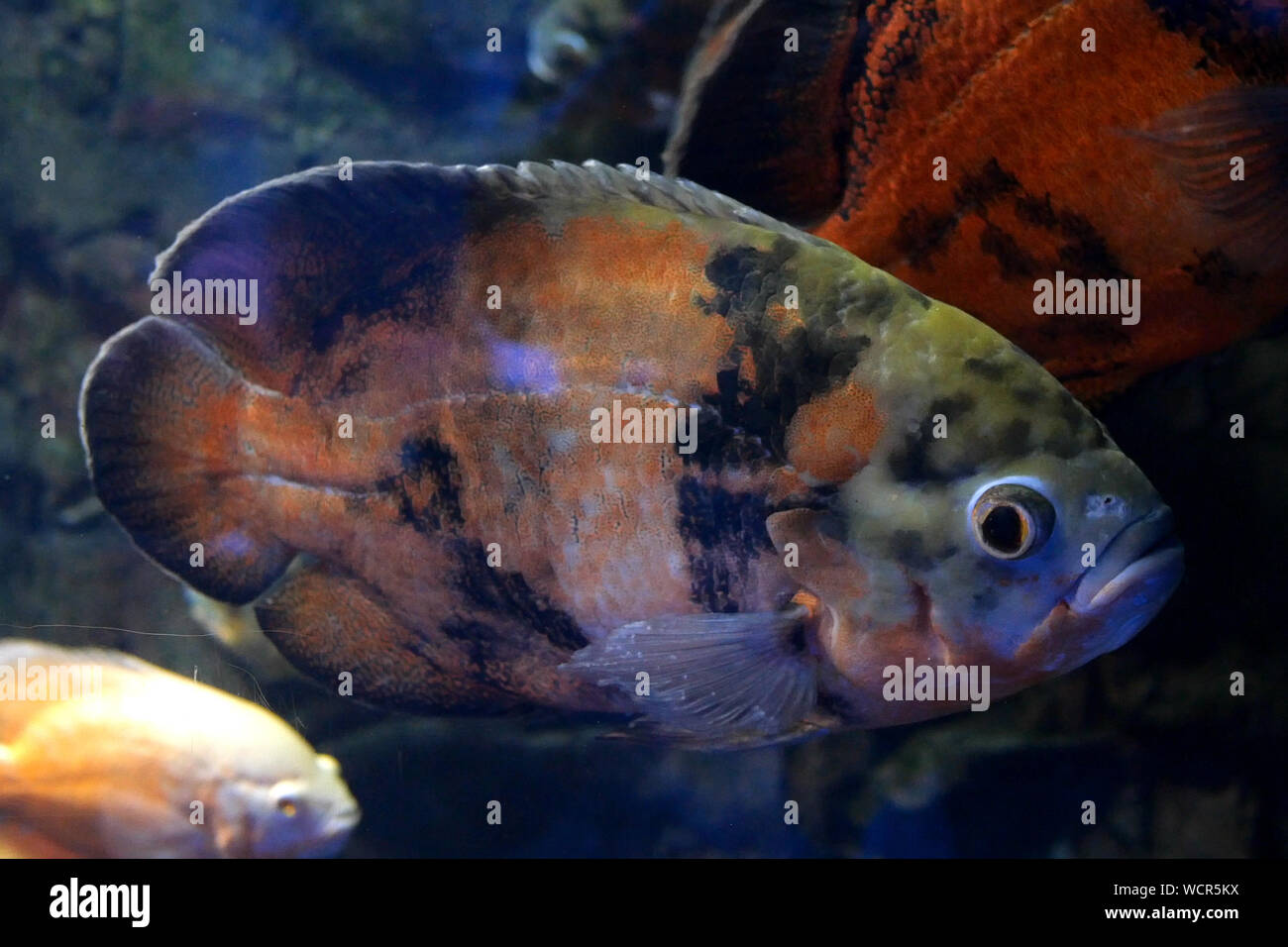 Diagnosing fish uneven swimming