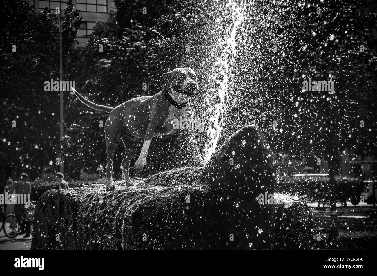 Dog Playing At Fountain Stock Photo Alamy
