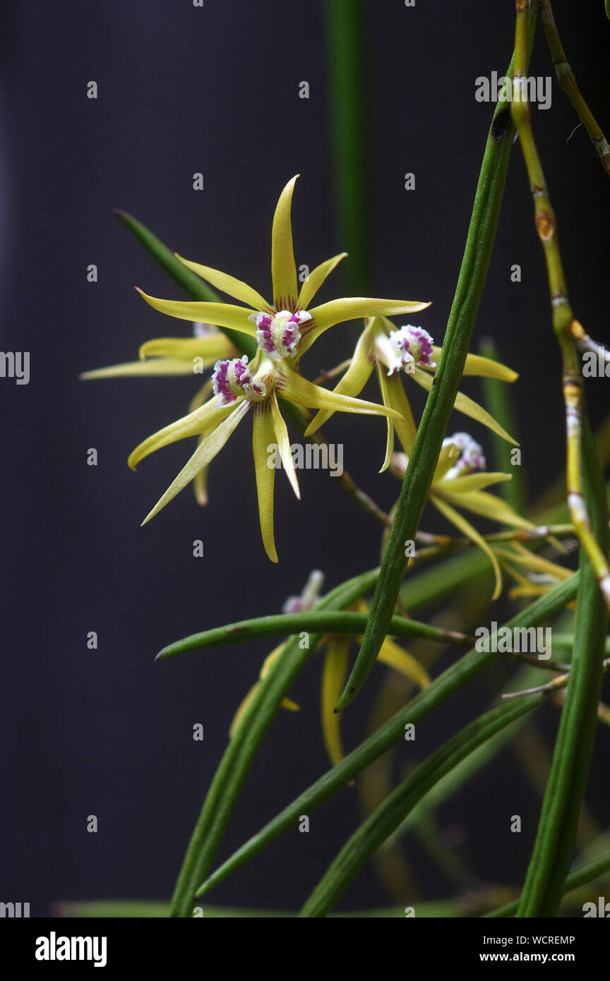 Australian native orchid - Dockrillia teretifolia var aurum Stock Photo