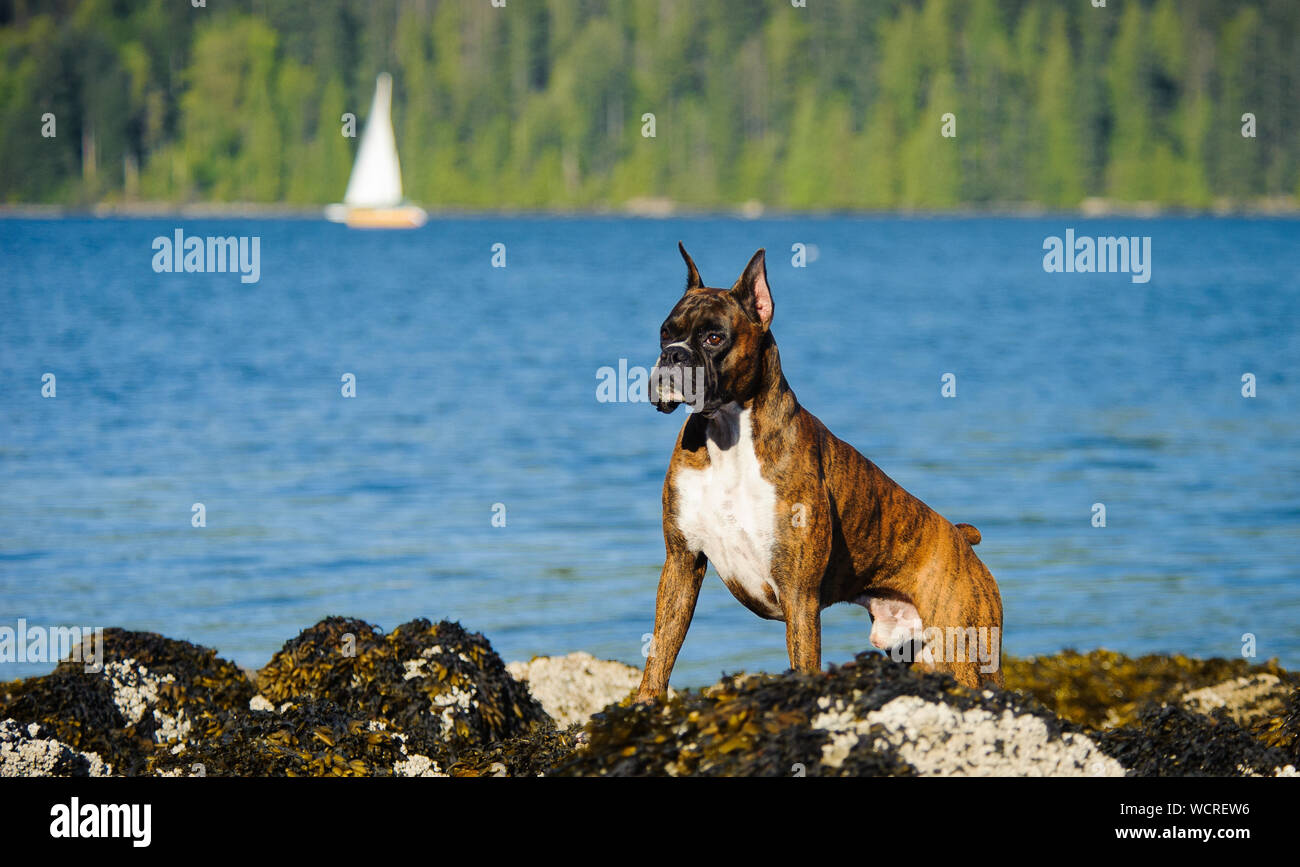 Boxer Looking Away While Standing By Lake Stock Photo