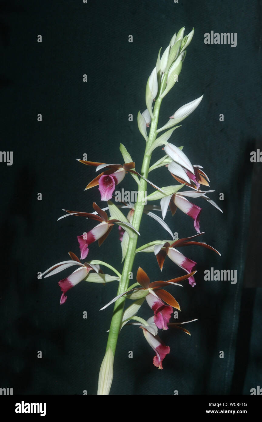 Australian native orchid - Phaius australis Stock Photo