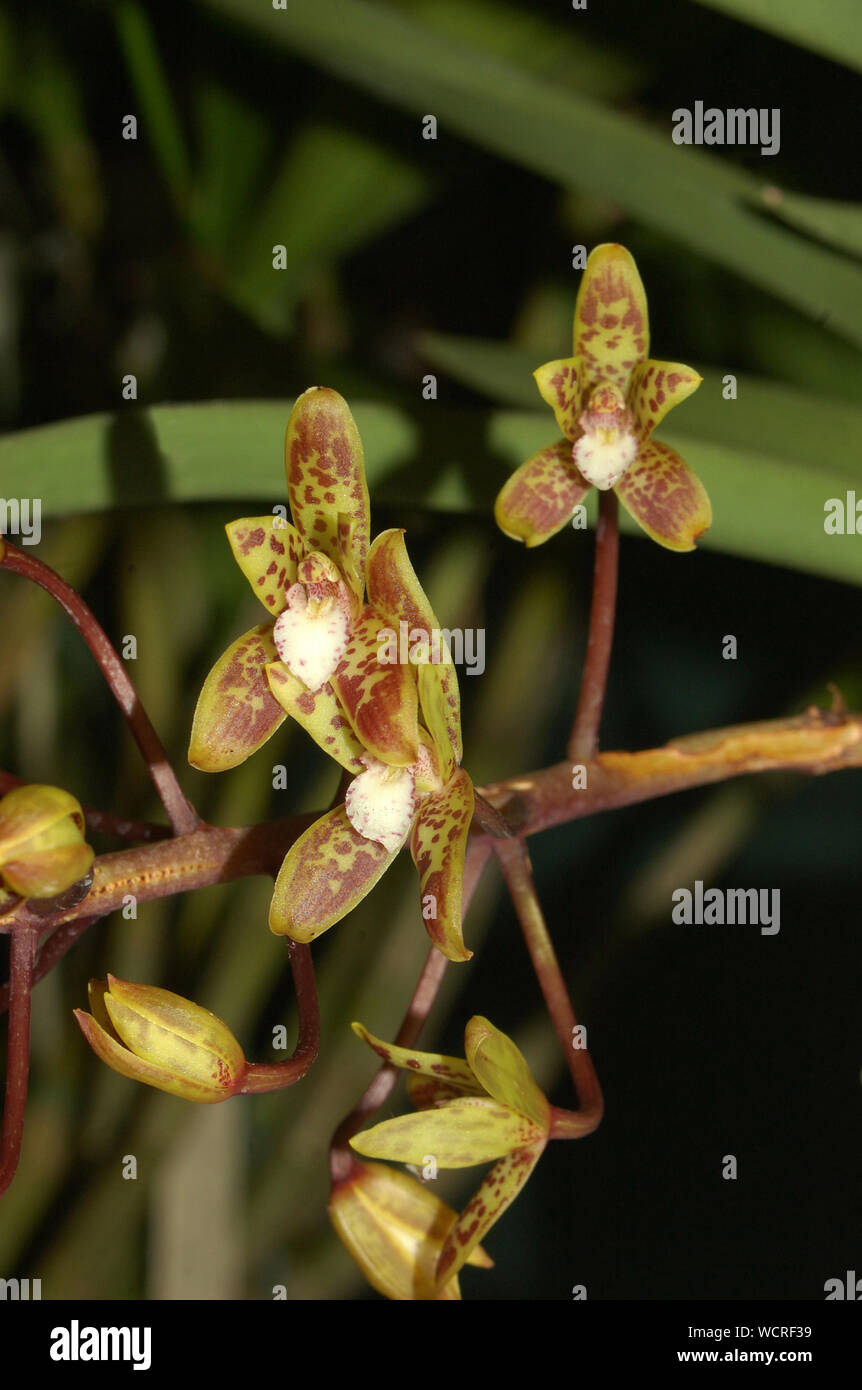 Australian native orchid - Dendrobium canaliculatum Stock Photo