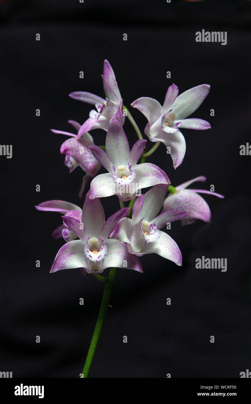 Australian native orchid - Dendrobium gulgini Stock Photo - Alamy