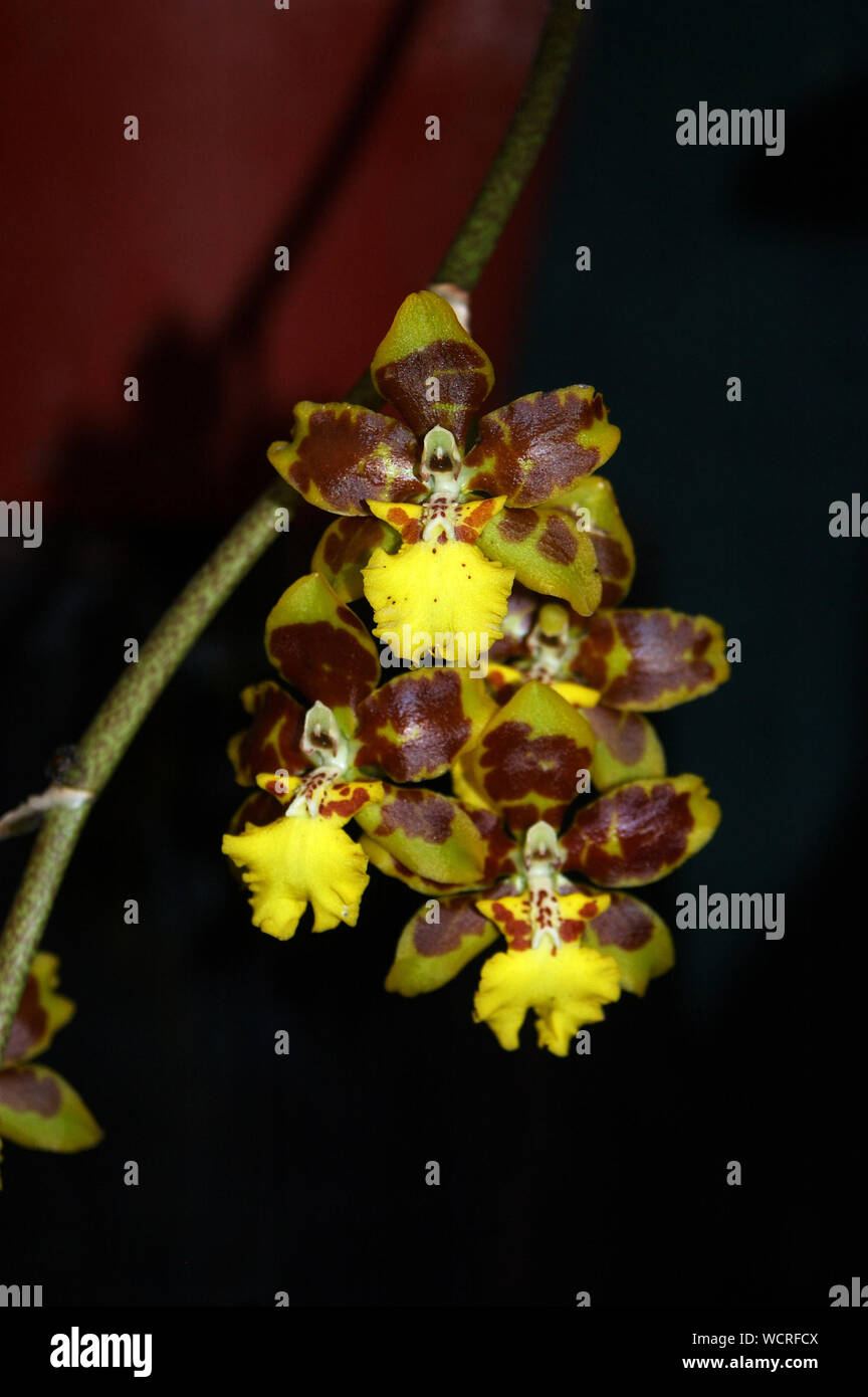 Oncidium makalii orchids on black background Stock Photo