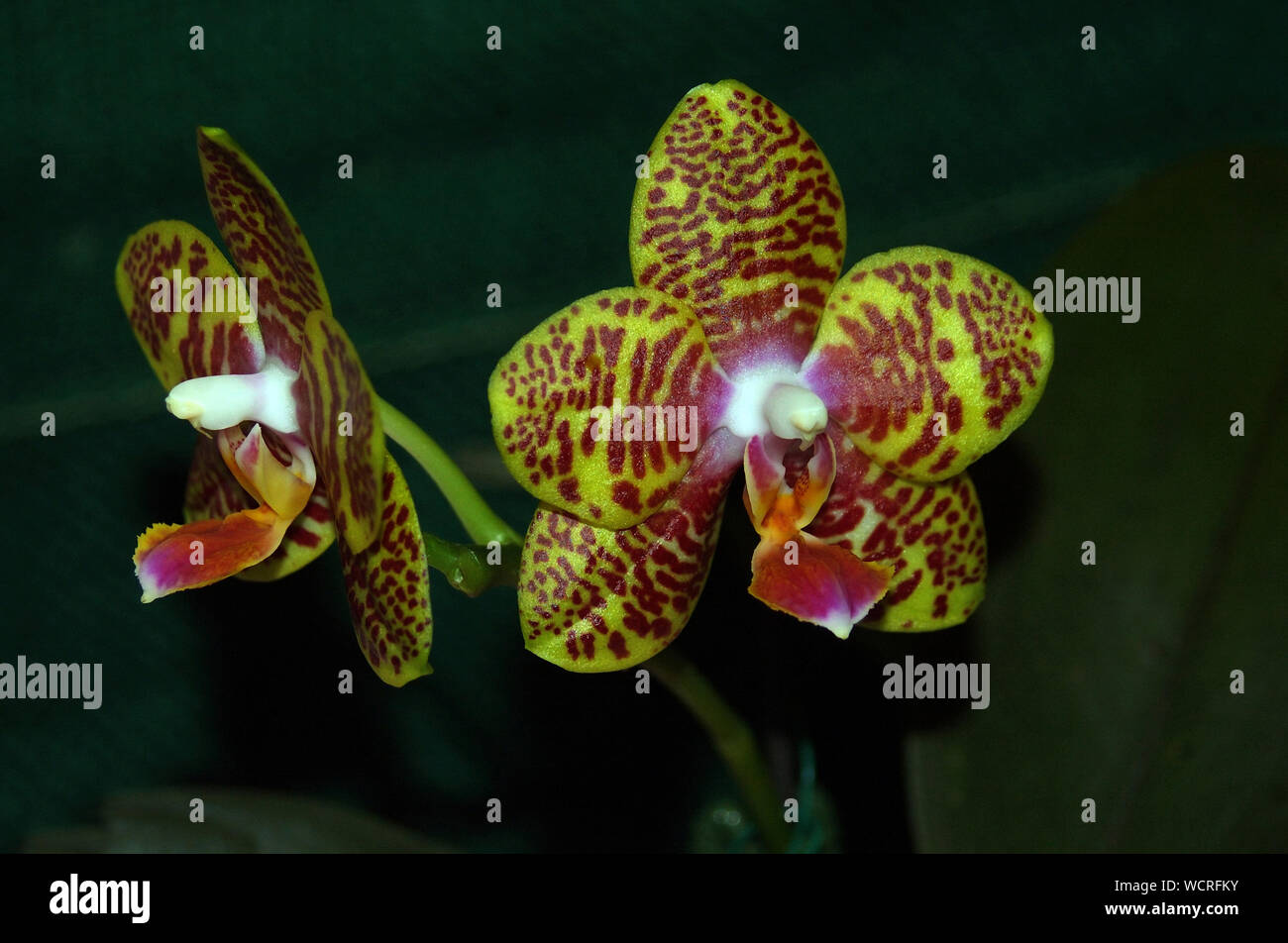 Phaleonopsis orchid hybrid - golden peoker x venosa on black background Stock Photo