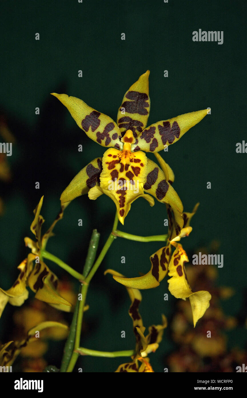 Large Oncidium orchids on black background Stock Photo
