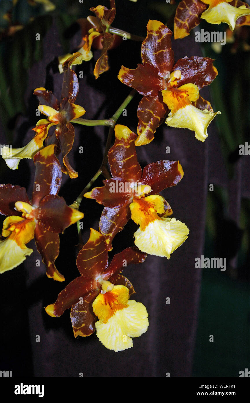 Large Oncidium orchids on black background Stock Photo