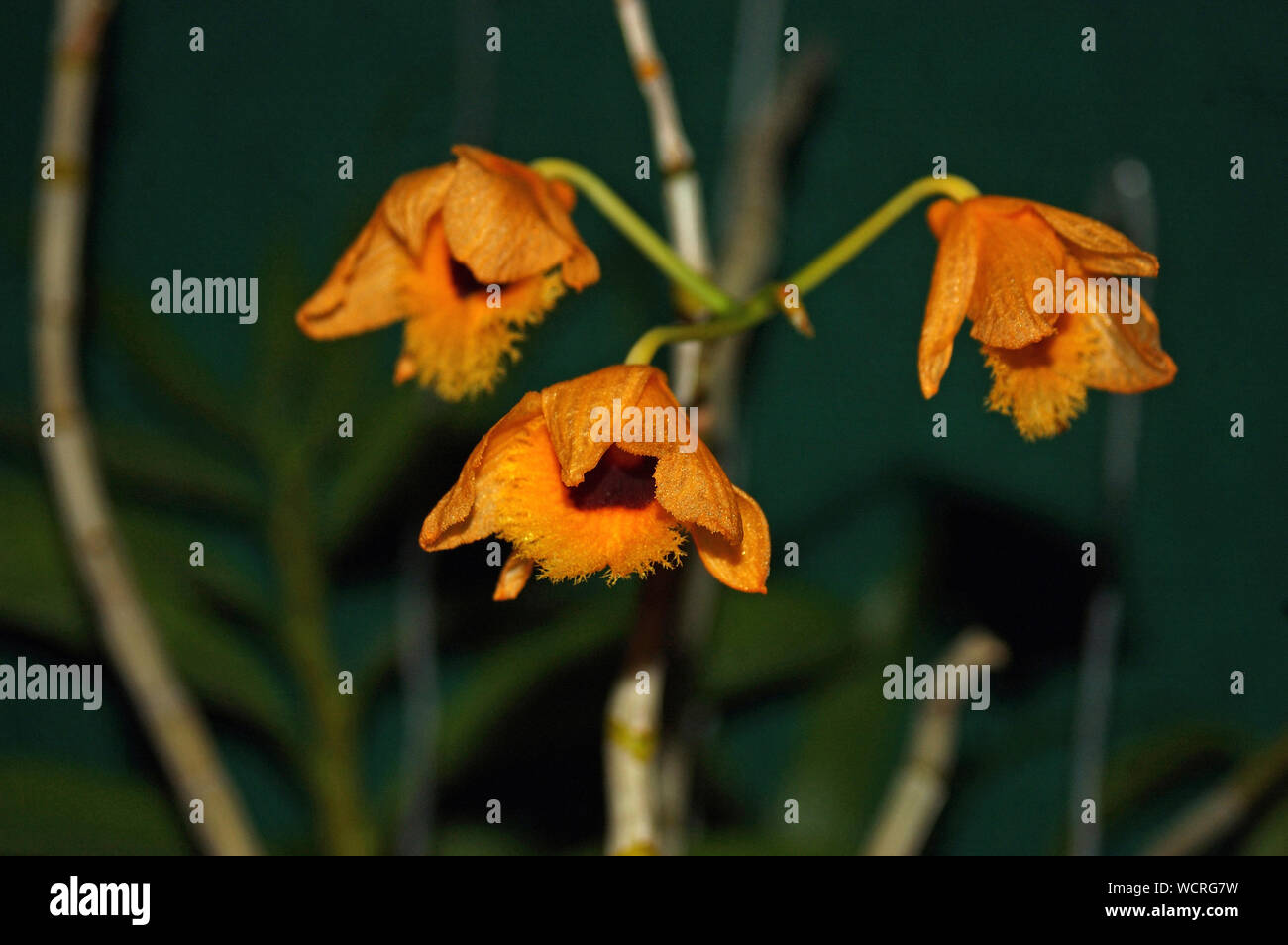 Fuzzy orange orchid - Dendrobium fimbriatum Stock Photo