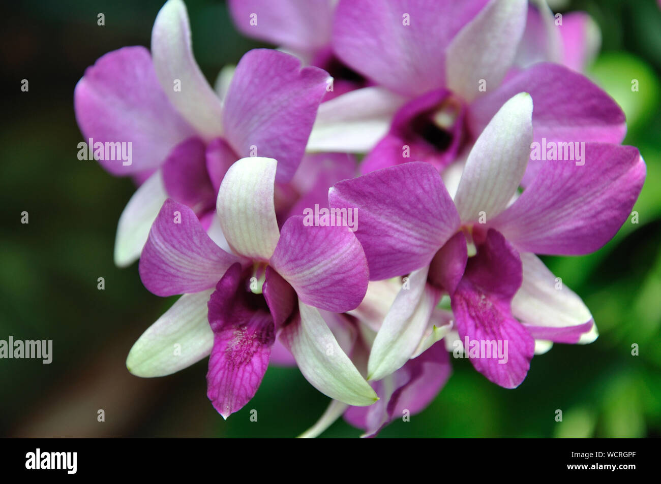 white and purple orchids on display Stock Photo