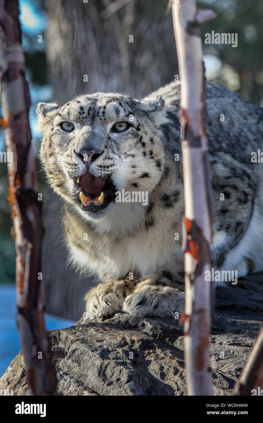Snow Leopard Panthera Uncia Male Standing On Rock Captive Stock Photo Alamy
