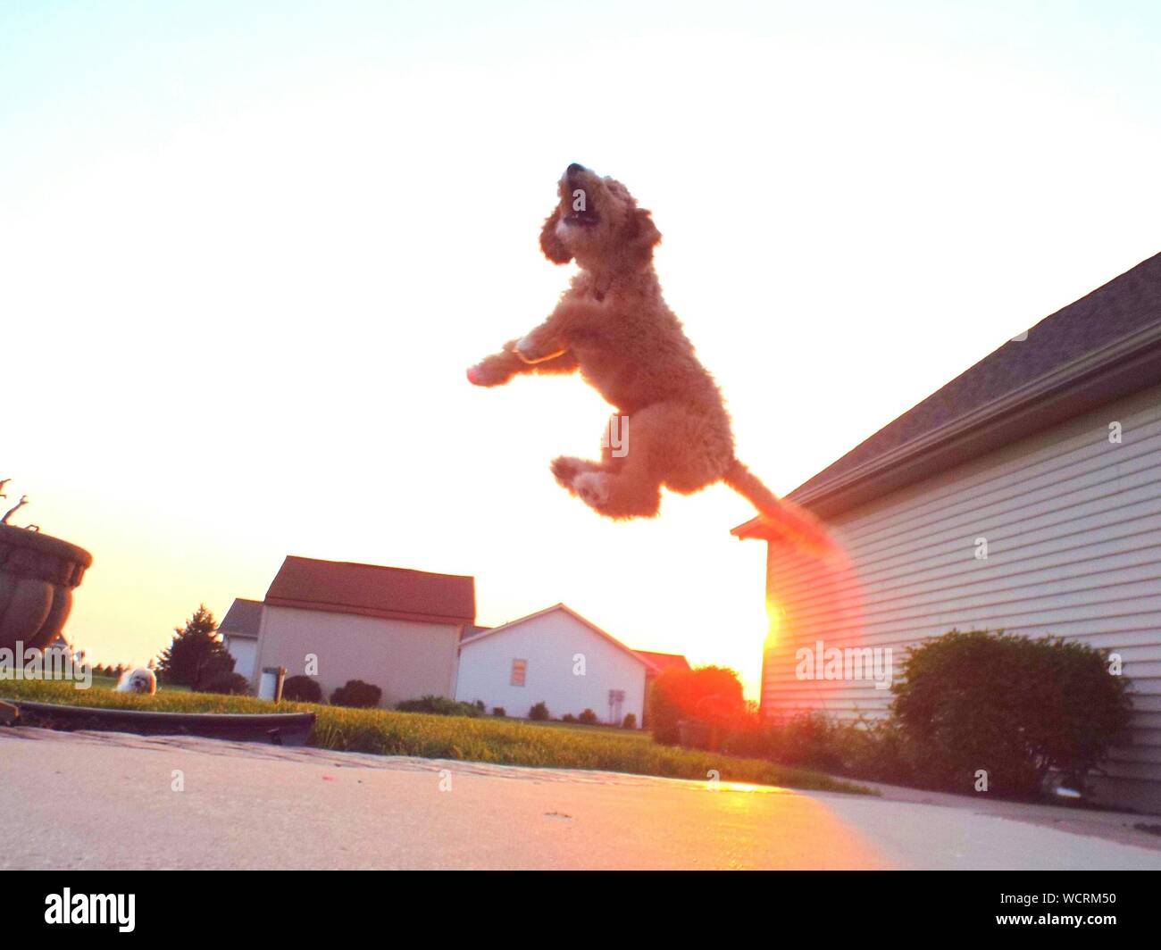 Jumping dog hires stock photography and images Alamy