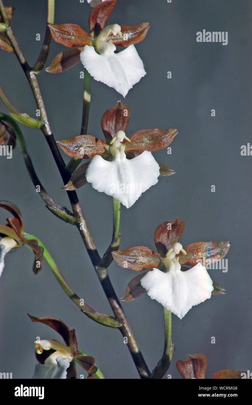 brown and white orchids, Rhynchostele bictoniensis Stock Photo