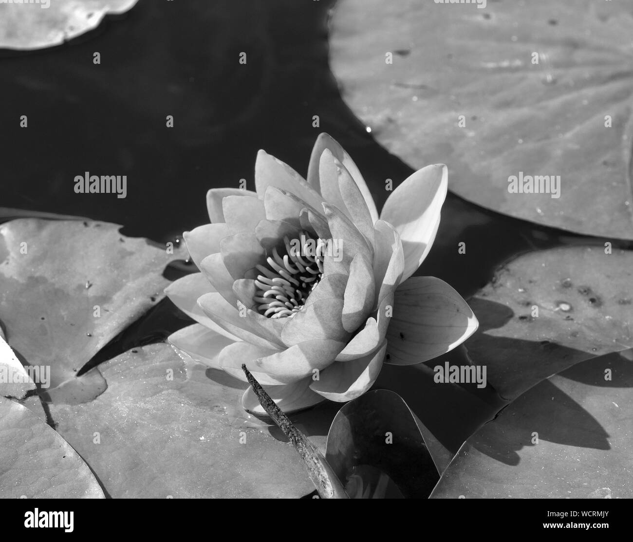 Monochrome water lily image Stock Photo