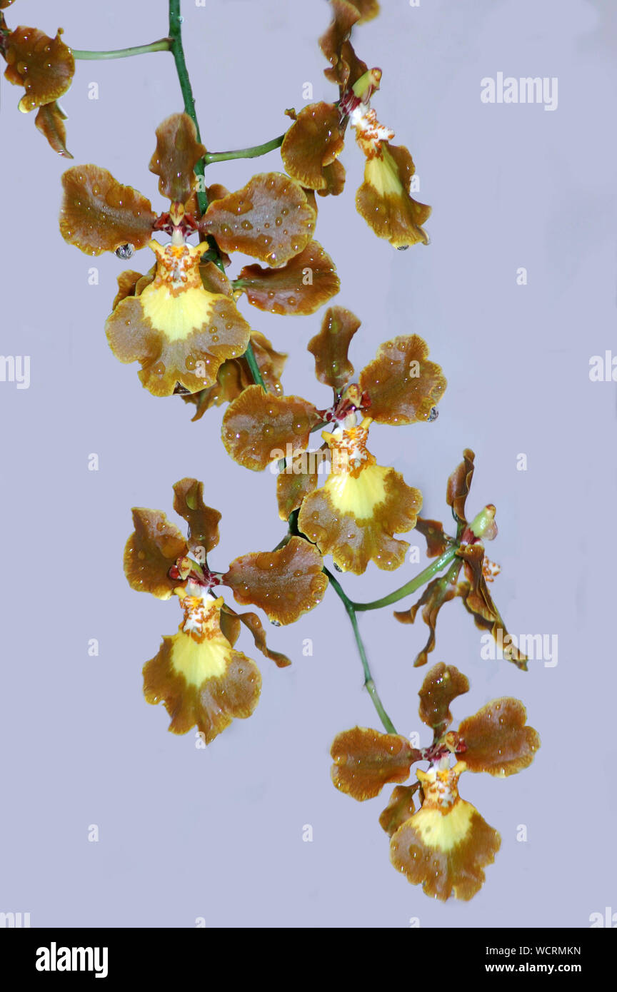 brown orchids against plain background Stock Photo