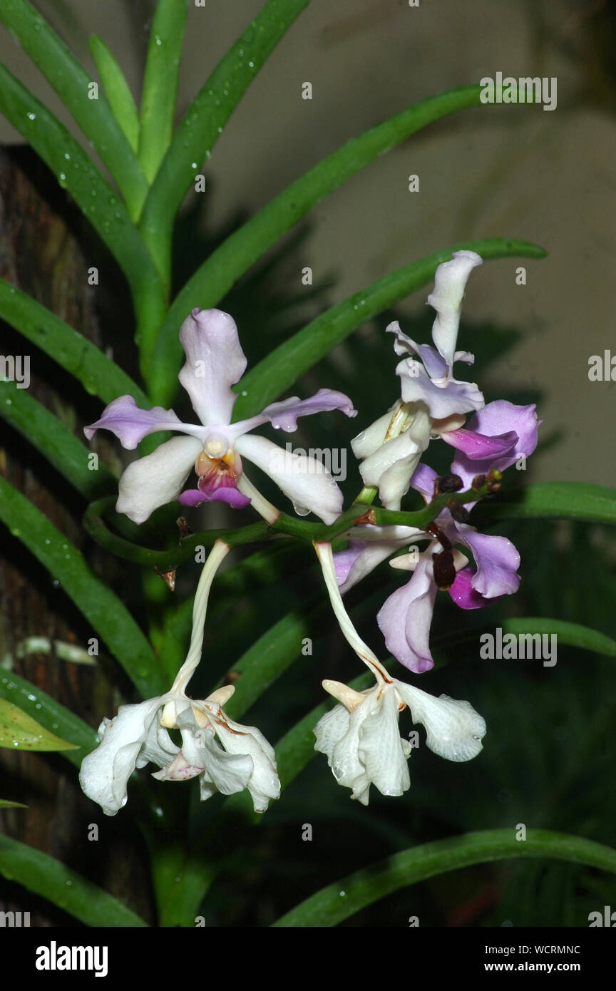 white and purple orchids, Vanda 'Blue Moon' in garden setting Stock Photo