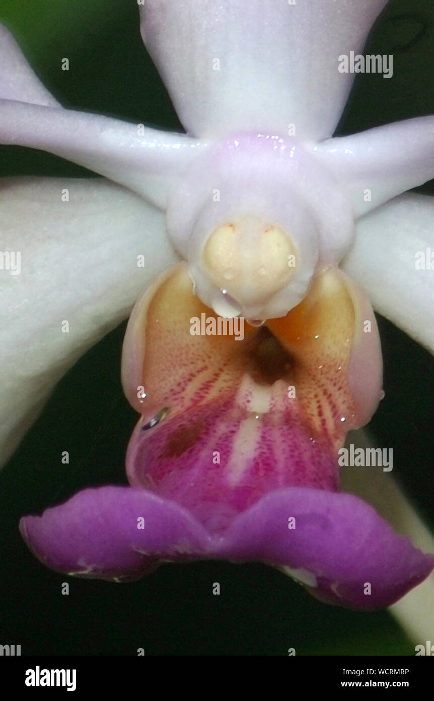 detail of white and purple orchid, Vanda 'Blue Moon' Stock Photo