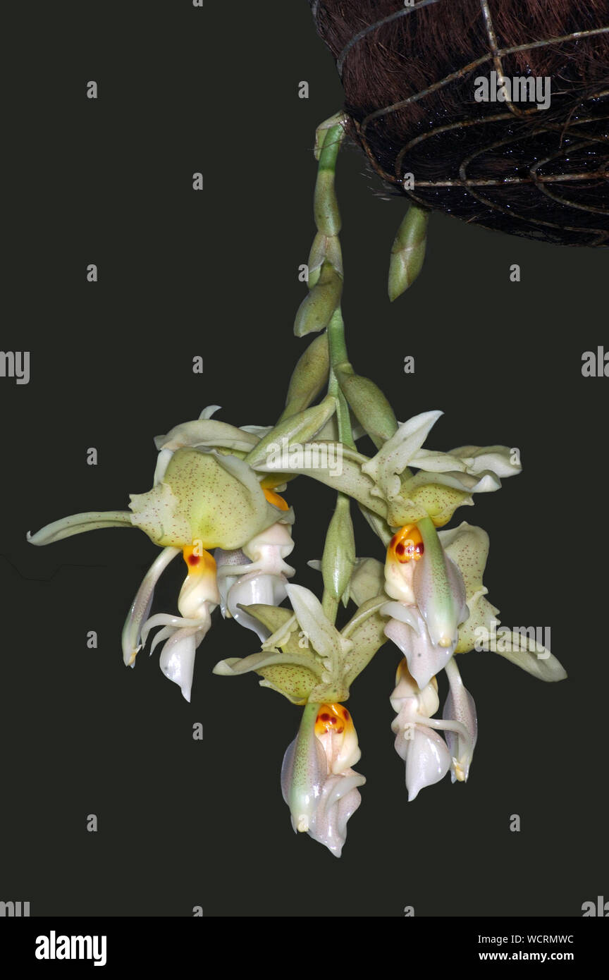 hanging white orchid, Stanhopea graveoleus Stock Photo