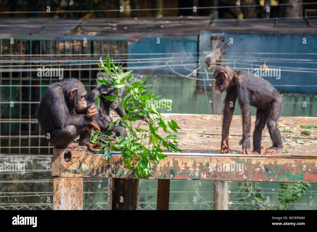 Group Of Chimpanzee Sitting In Front Of Metal Fence Eating Leaves, Sierra Leone, Africa Stock Photo
