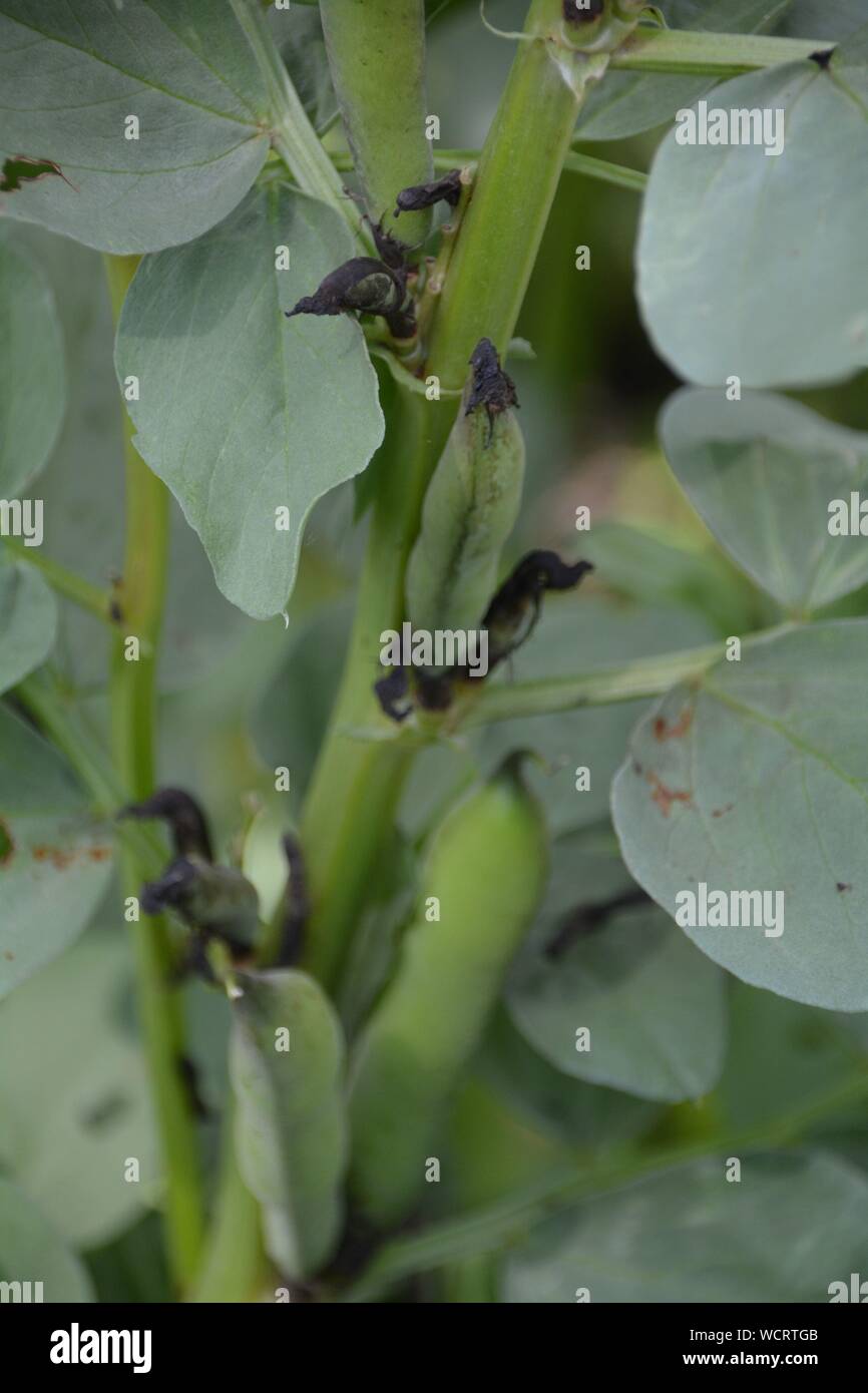 Bean growing hires stock photography and images Alamy
