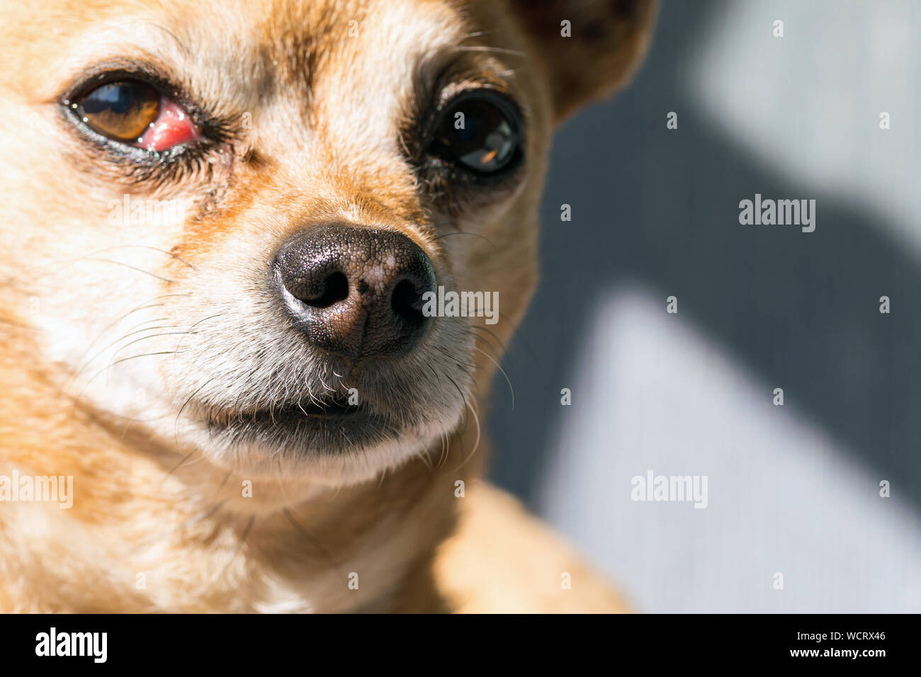 Close up of Dog Nose and Mouth, Whiskers and Snout in Macro Detail Stock Photo