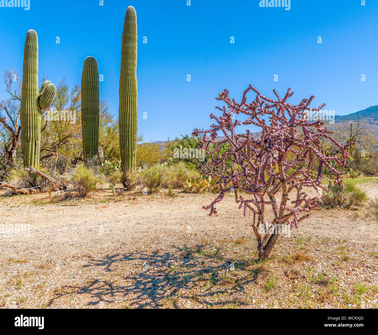 Staghorn cholla cactus (Cylindropuntia versicolor) just before spring blooming in Saguaro National Park. Arizona. USA Stock Photo