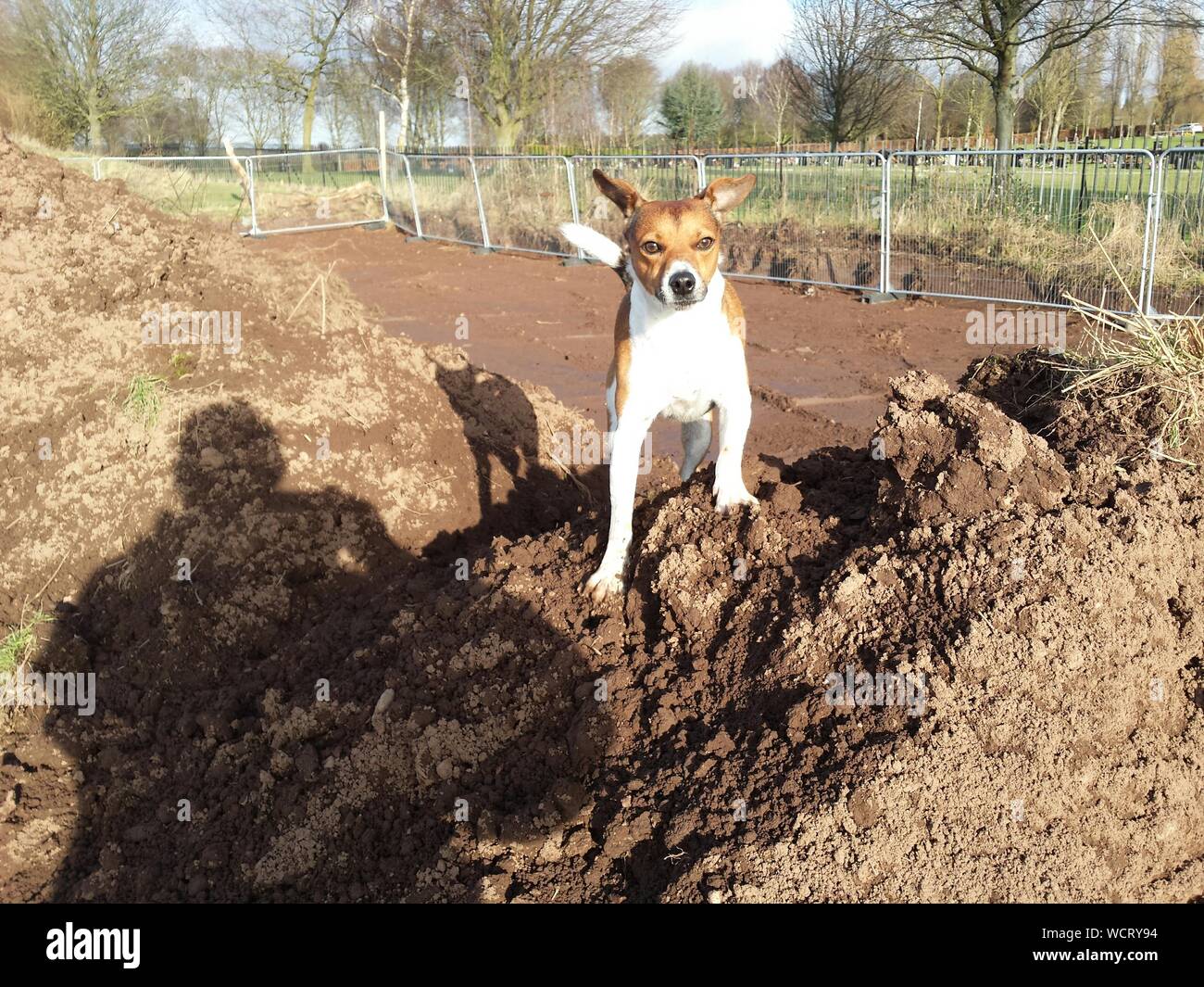 Portrait Of Dog On Heap Of Dirt Stock Photo