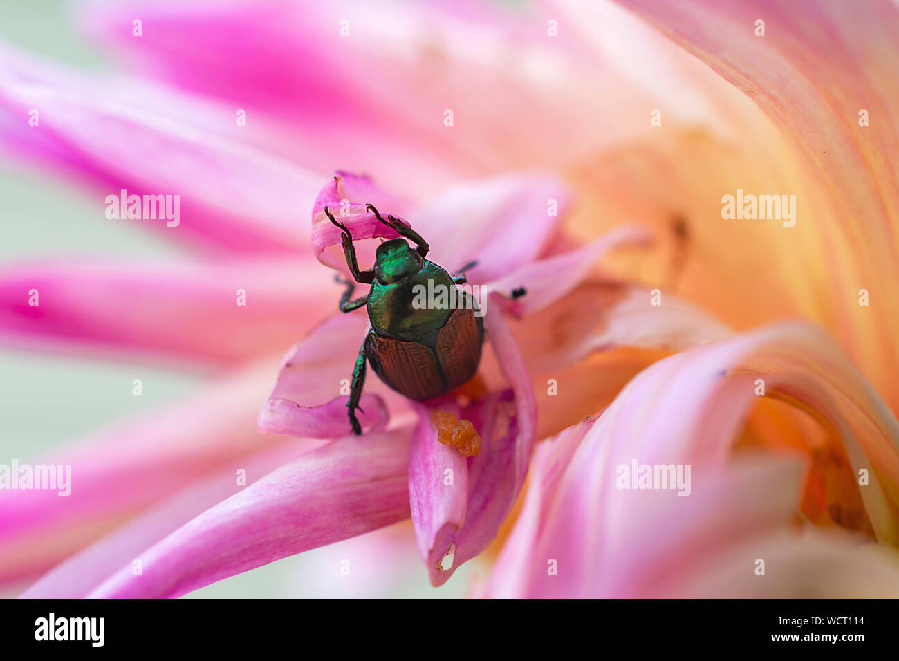 A green Japanese Beetle eating a pink Dahlia bloom Stock Photo Alamy
