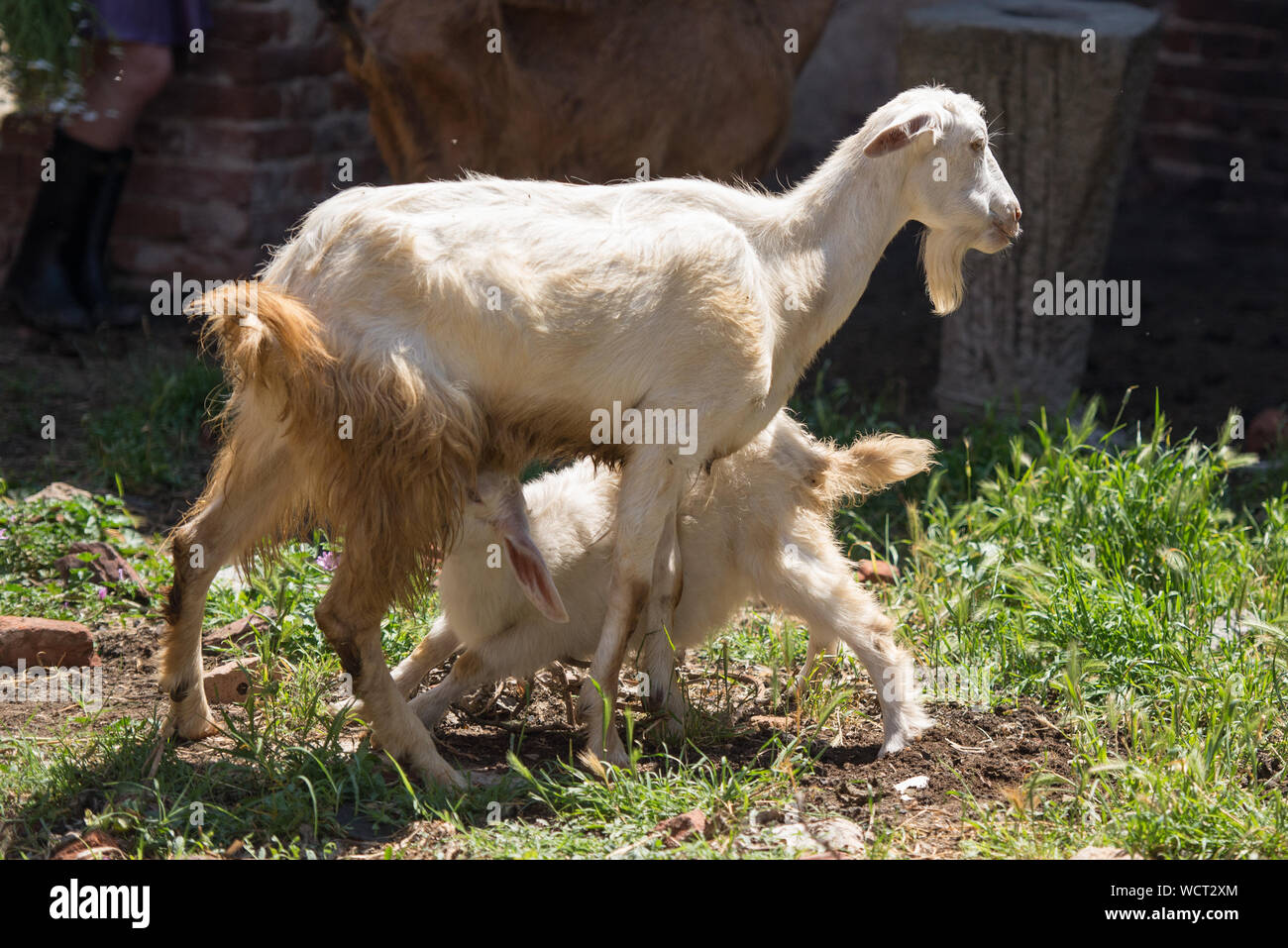 Baby goat mother hires stock photography and images Alamy