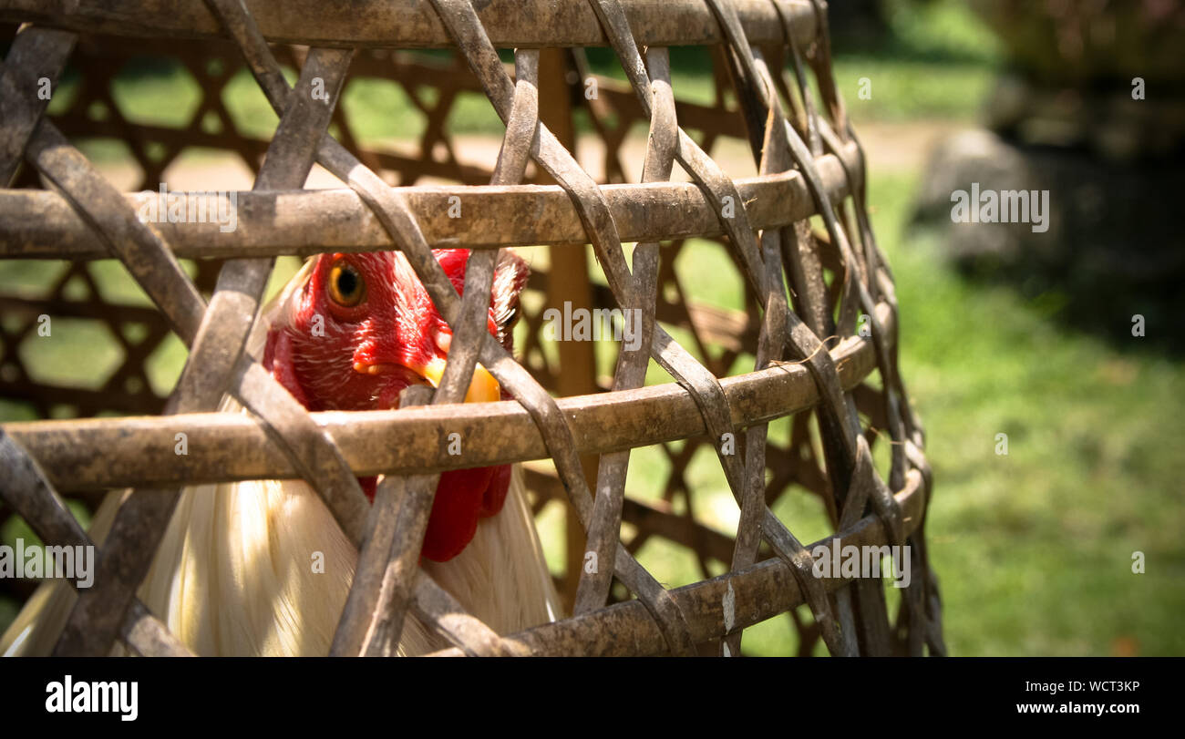 Chicken Wood Cage Stock Photos Chicken Wood Cage Stock Images
