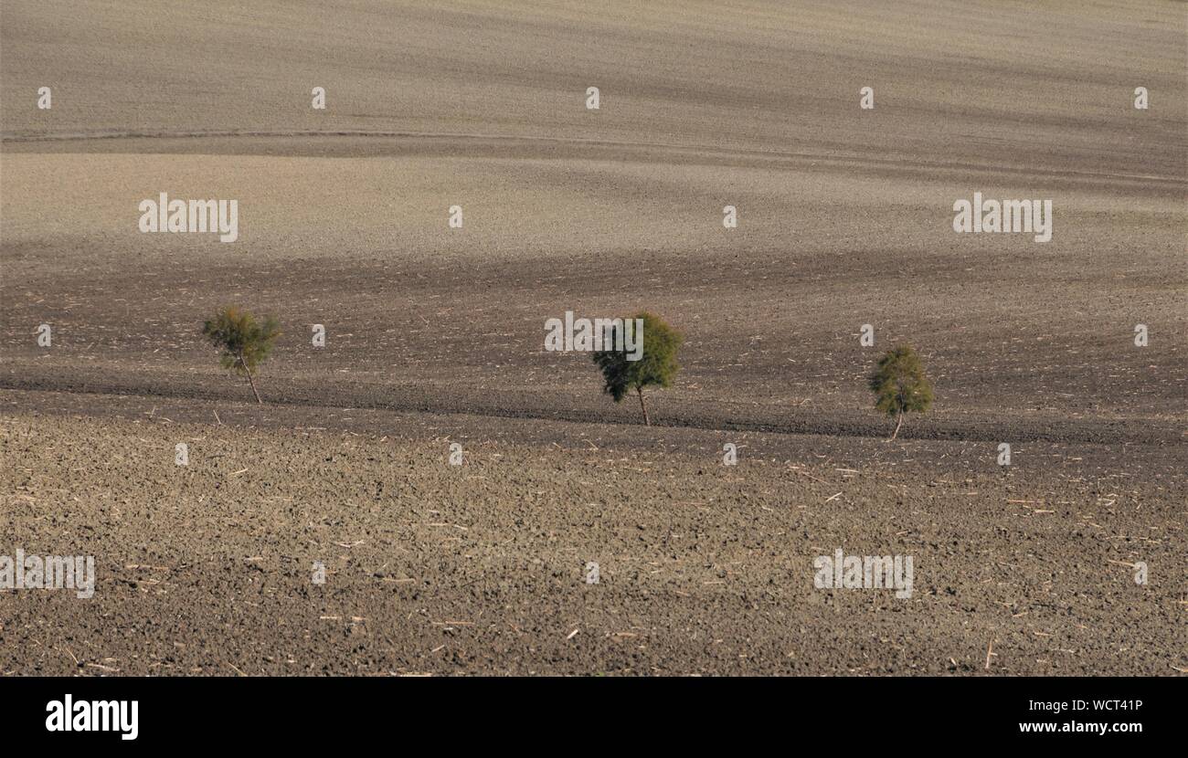 Three trees field hi-res stock photography and images - Alamy