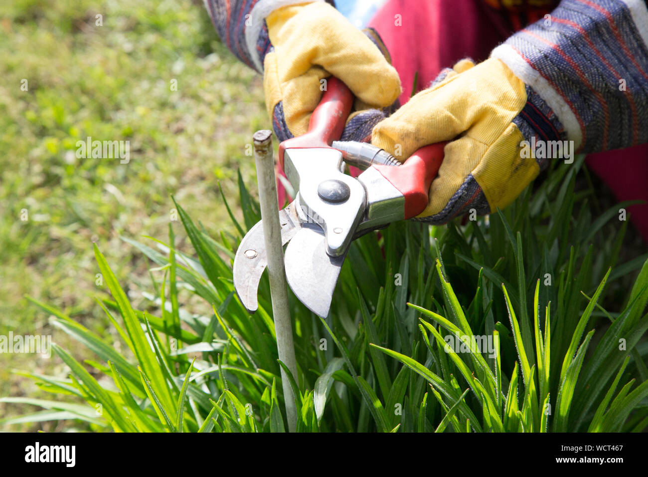 Midsection Of Farmer Cutting Grass Stock Photo