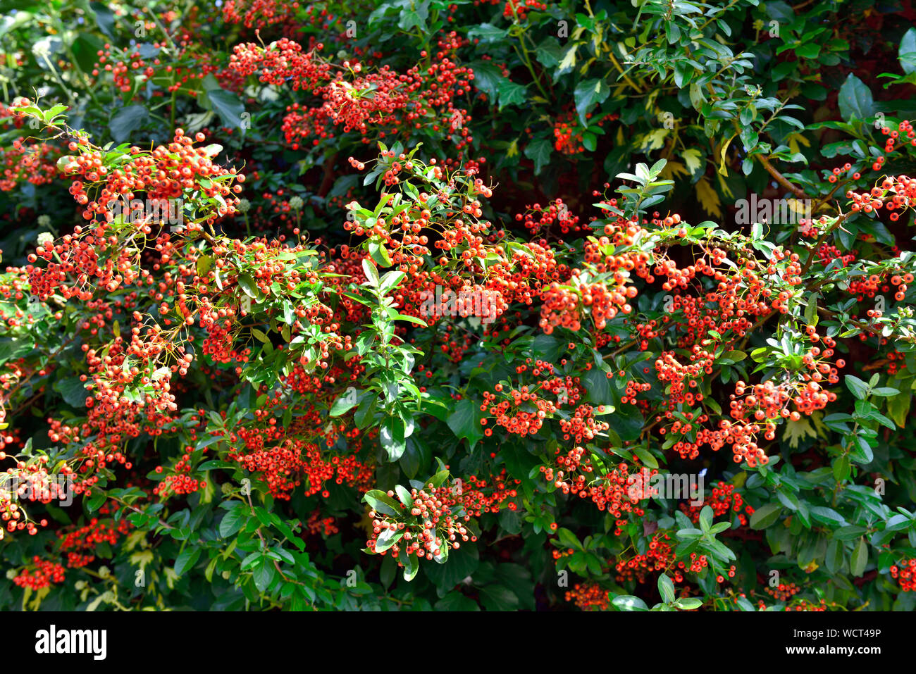 Red berries of Cotoneaster growing on shrub, related genus pyrancantas Stock Photo
