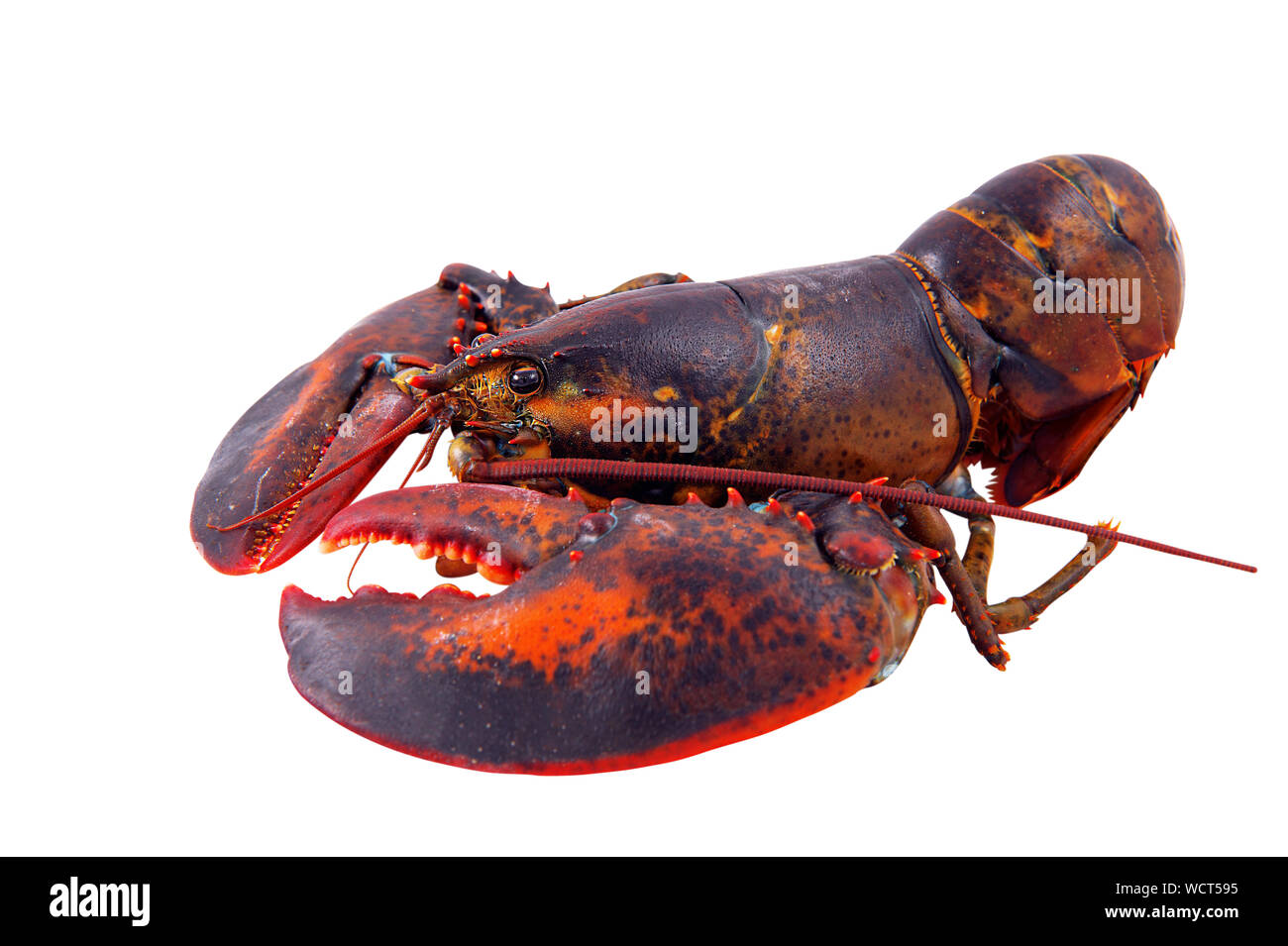 Close-up Of Lobster Against White Background Stock Photo