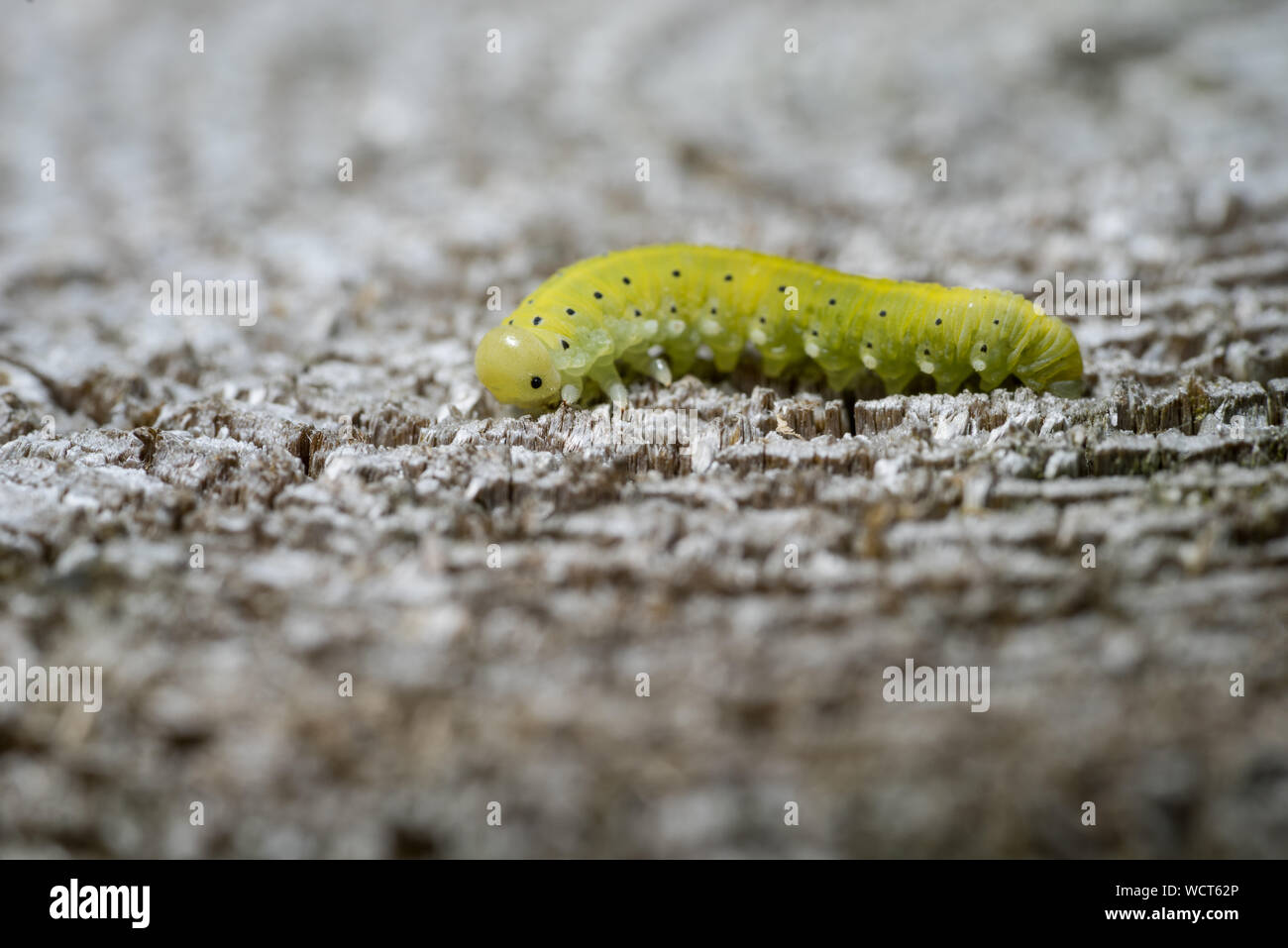 Green caterpillar with a black spots, wooden background Stock Photo Alamy