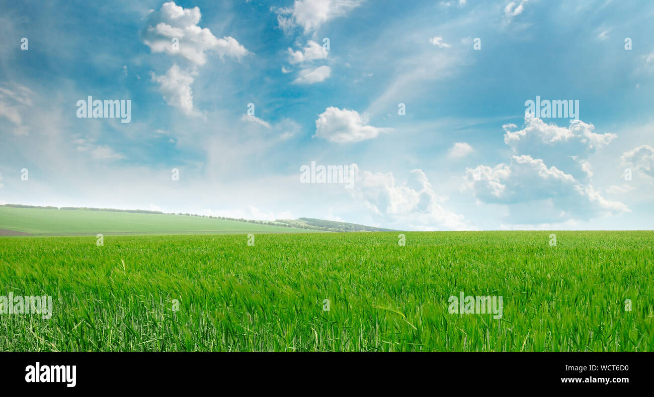 green field and blue sky with light clouds Stock Photo - Alamy