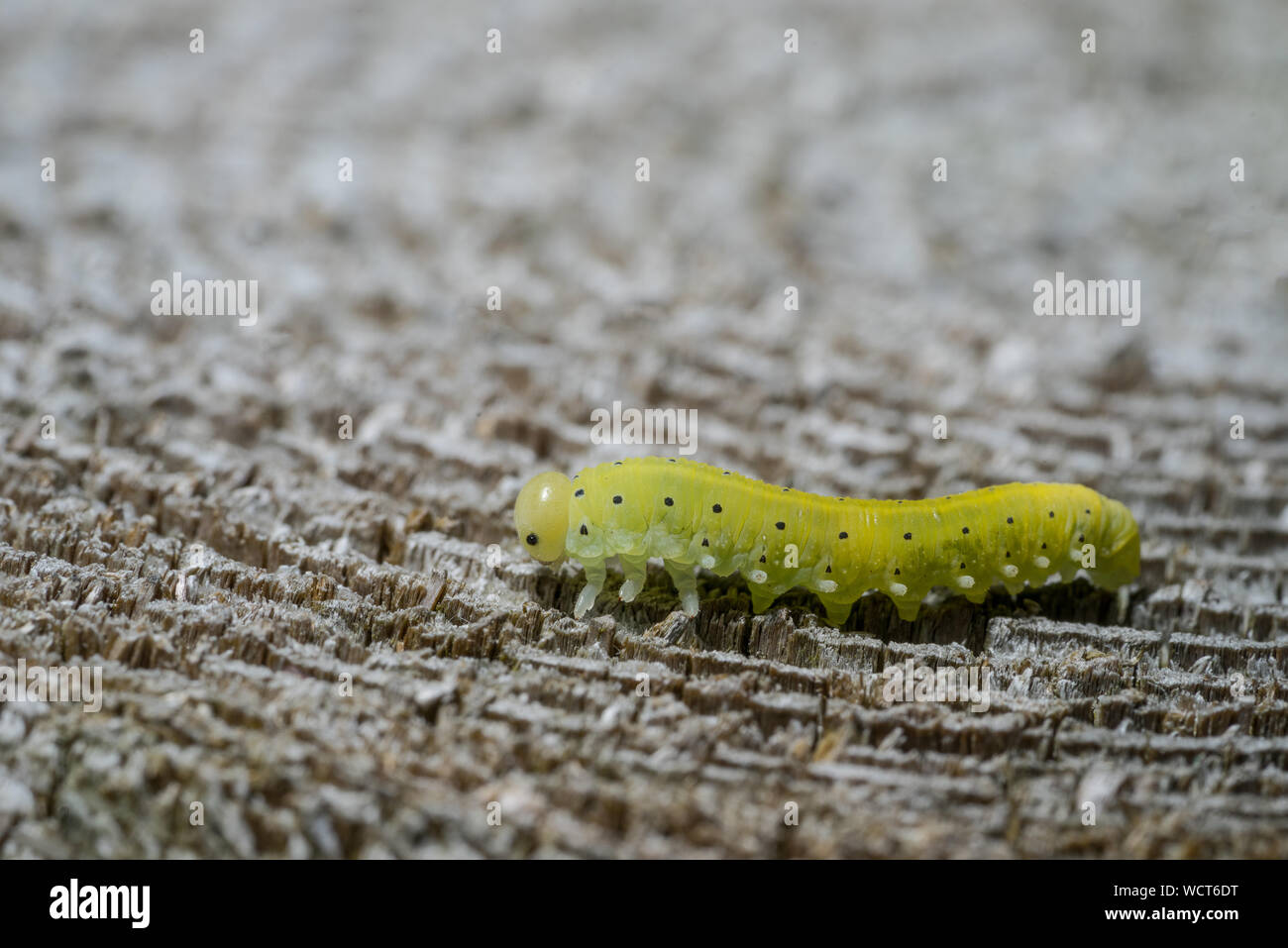 Green caterpillar with a black spots, wooden background Stock Photo Alamy
