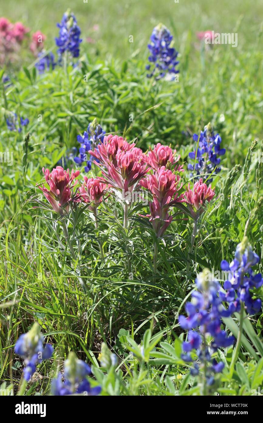 Indian Paintbrush and bluebonnet wildflowers along the side of a road in Texas Hill Country. Stock Photo