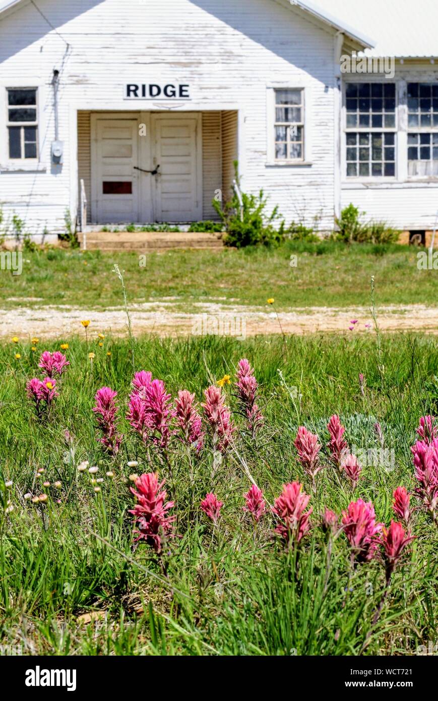 Indian Paintbrush blooming in front of the closed Ridge, Texas Post Office. Stock Photo