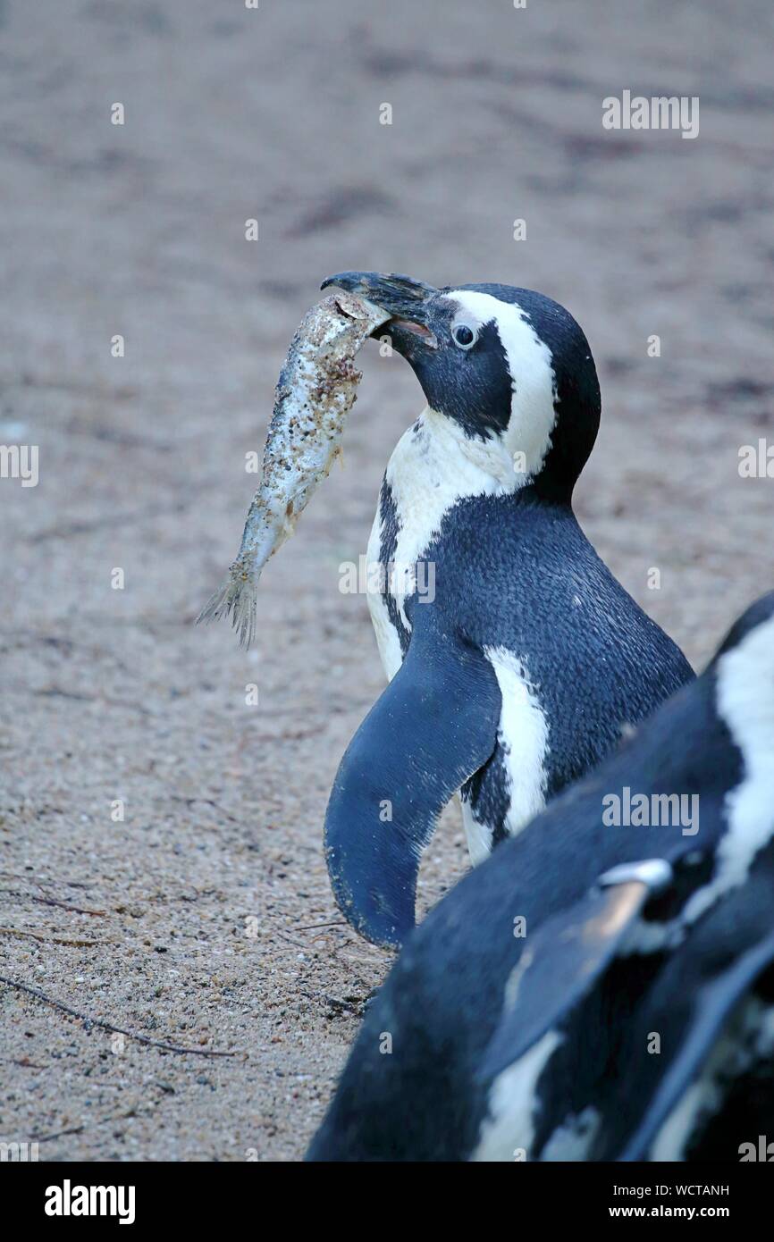 What Type Of Fish Do Penguins Eat