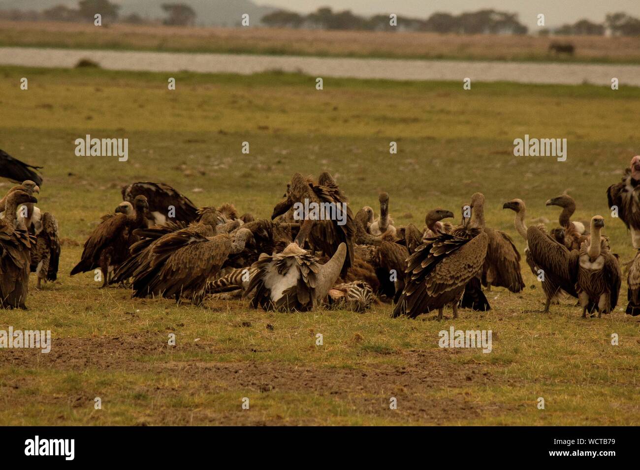 Flock Of Birds On Field Stock Photo