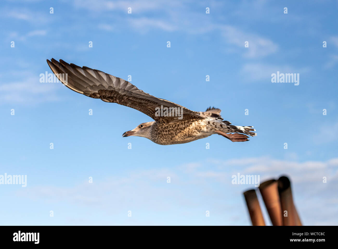 Juvenile Herring gull, Lerwick, Shetland, Scotland, UK Stock Photo Alamy