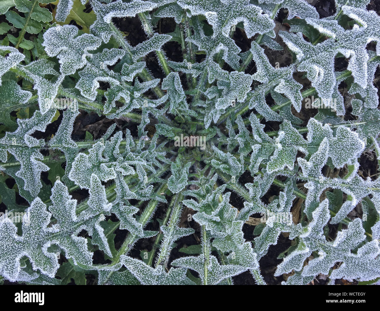 Directly Above Shot Of Frosted Plant On Field Stock Photo