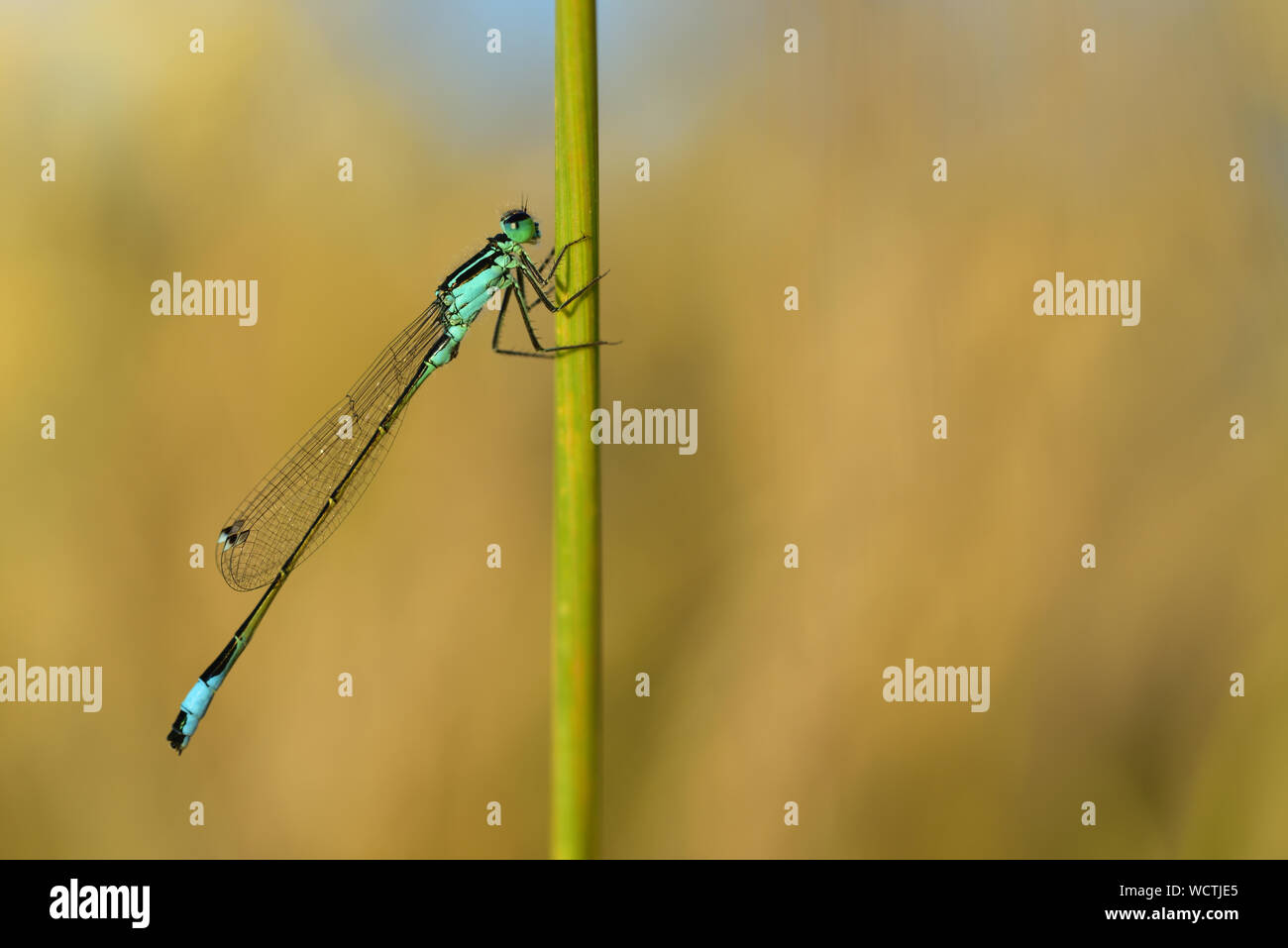 Closeup of a little dragonfly, in front of light background, sitting and waiting at a vertical stalk Stock Photo