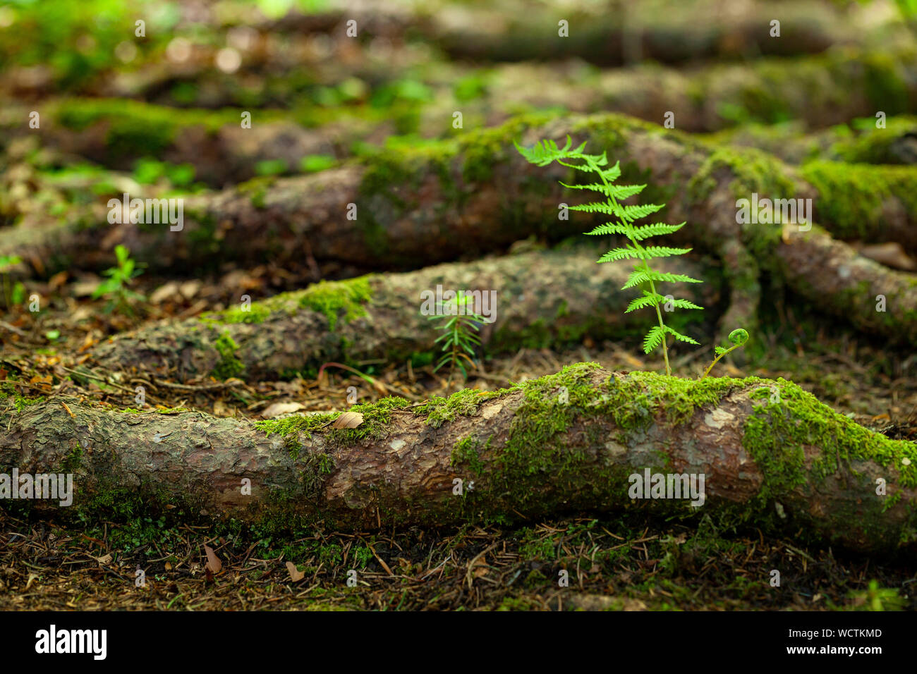 young lush sprouth, named Thelypteris  palustris, growing up on a mossy truck on a forest ground Stock Photo