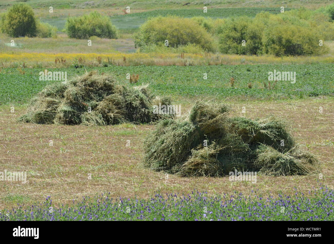 Hayfields of the Hissar mountains, southeastern Uzbekistan Stock Photo